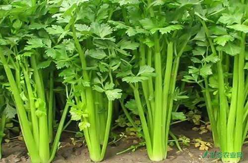 芹菜高产种植栽培经验及防治病虫害方法