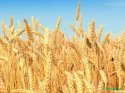 适合华北地区种植的冬小麦优良品种有哪些
