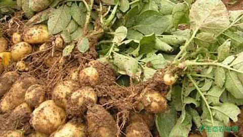 土豆高产种植需要哪些技巧