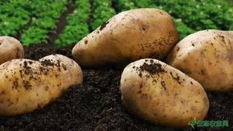 土豆高产种植需要哪些技巧
