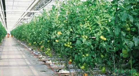 番茄种植及病虫害防治