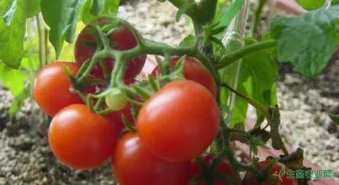 番茄种植及病虫害防治