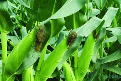 玉米高产种植技术的推广工作