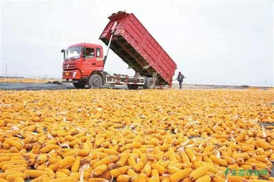 玉米高产种植技术的推广工作