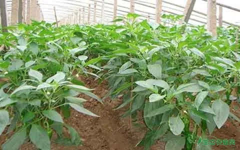 温室辣椒种植技术及病虫害防治措施