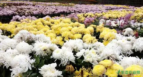 观赏菊花种植栽培及生长期管理