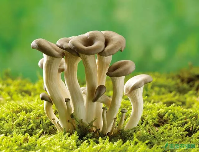 蘑菇栽培管理技术