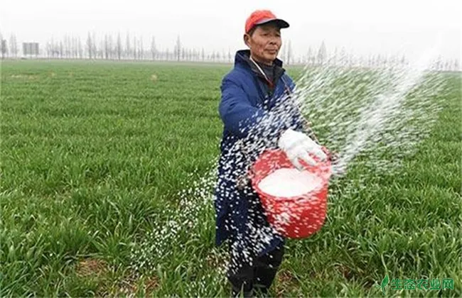 种小麦 如何施磷肥