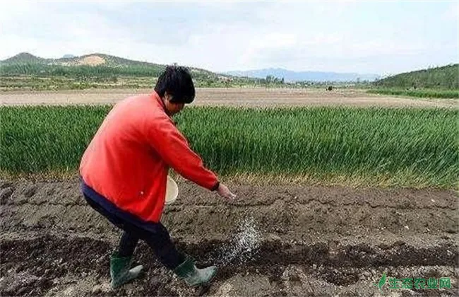 花生常见的播种误区