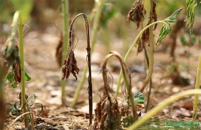 芝麻旱灾的危害及预防措施