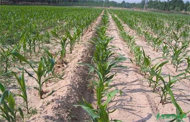 甜玉米的苗期种植管理技术