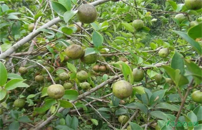 油茶树种植注意事项