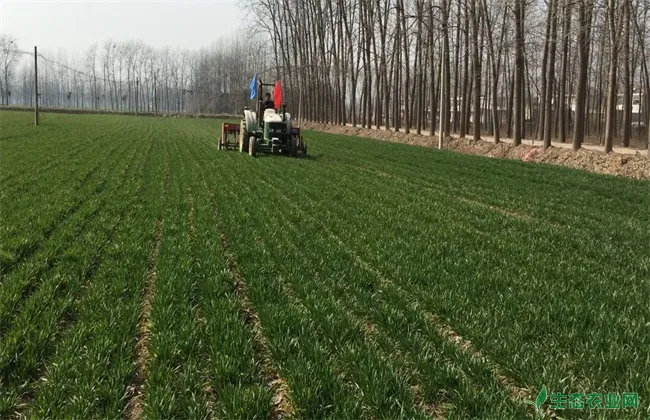 小麦春季追肥方法和注意事项