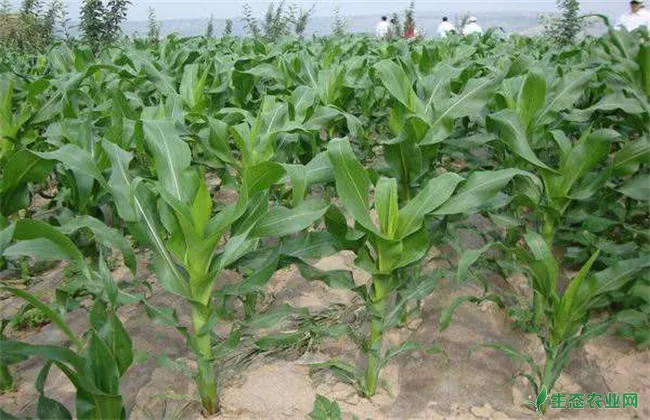 影响玉米 播种时间 因素