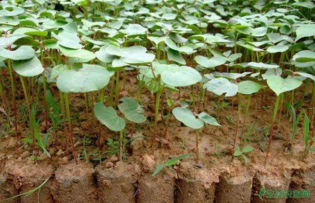 棉花种植前 准备工作