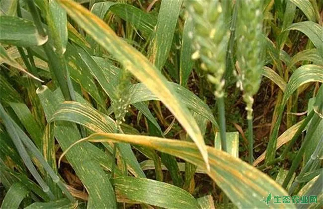小麦苗期主要病害的防治措施