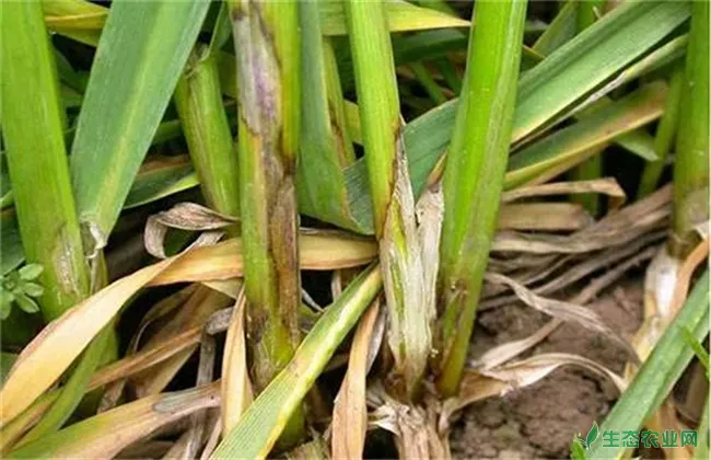 小麦苗期主要病害的防治措施