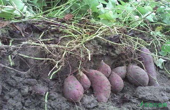 红薯膨大期施肥方法