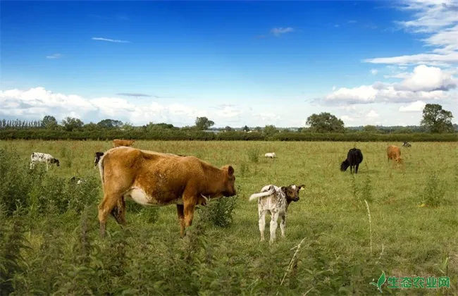 育成牛 放牧饲养技术