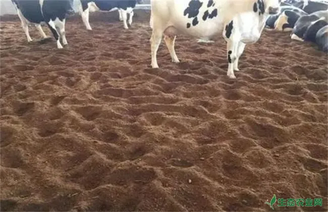 发酵床养牛 发酵床缺点