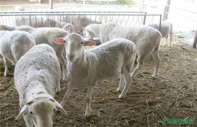 如何提高 肉羊 繁殖力