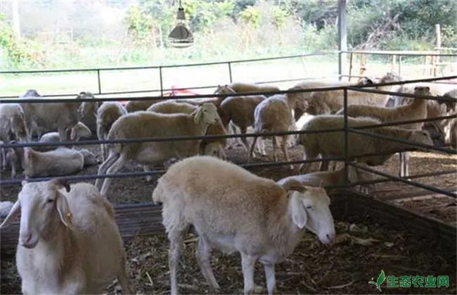 绵羊圈养 怎么才长得快