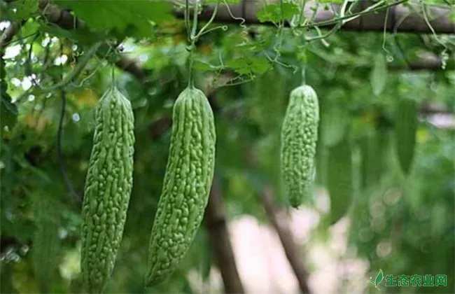 苦瓜反季节种植技术