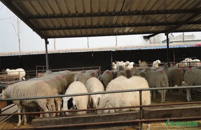 冬季养羊 注意哪些问题