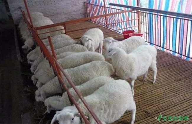 自配羊饲料 常见误区