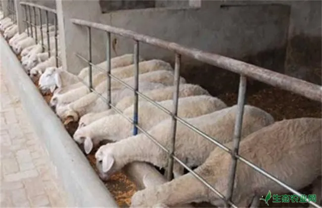 冬季养羊 防疫要点