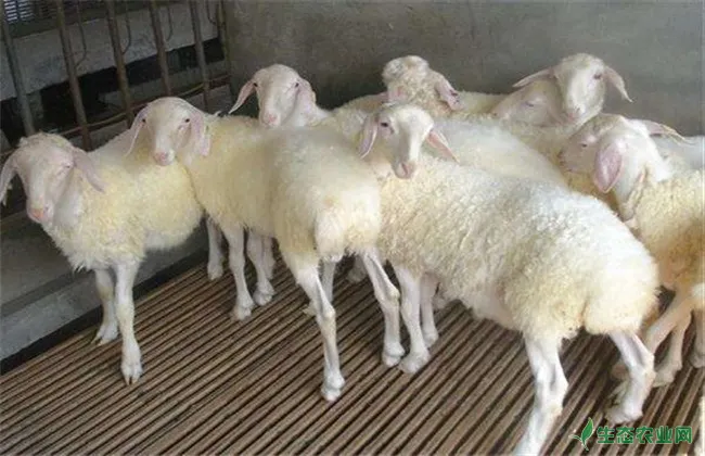 科学养羊 5大方法