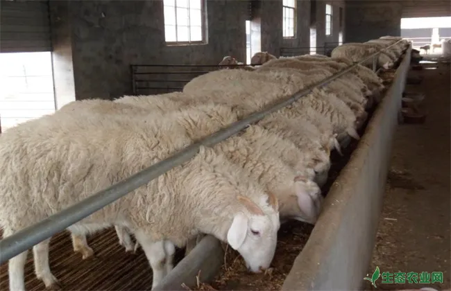 肉羊种羊 养殖要点