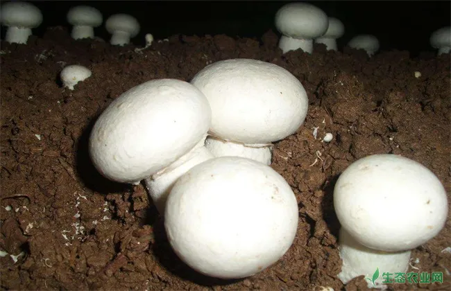双孢菇 冬季管理技术