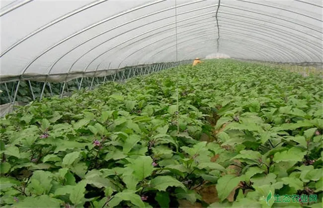 冬季大棚茄子定植后管理技术