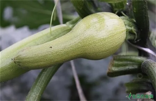 西葫芦畸形瓜 防治方法