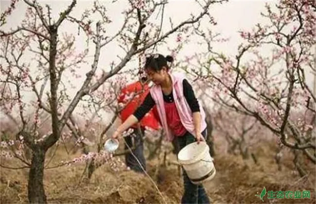 桃树春季施肥要点