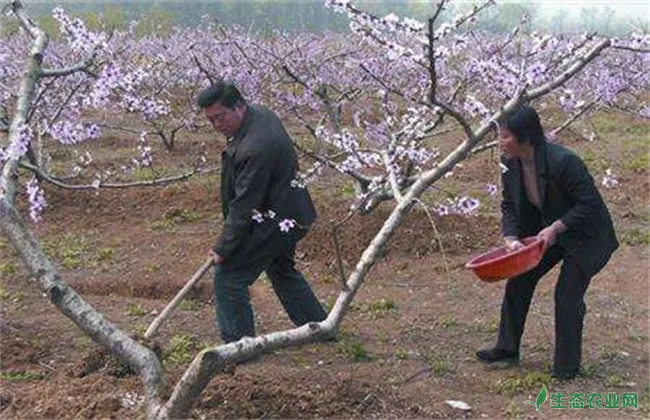 桃树春季施肥要点