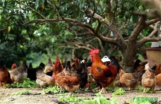 林地养鸡 应注意的问题