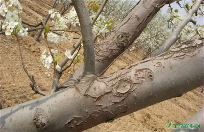 冬季梨树刮皮注意事项