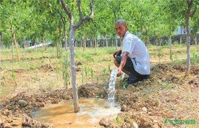 枣树施肥和浇水技巧