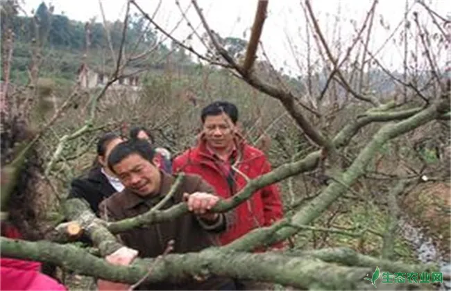 桃树内膛光秃的原因及防止措施