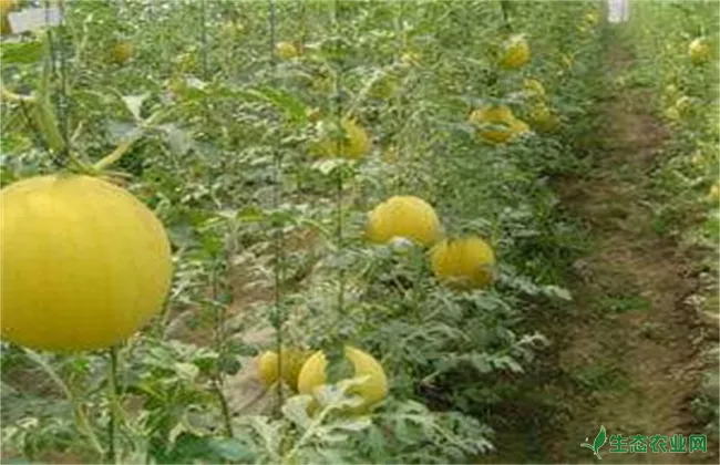 洋香瓜的栽培技术