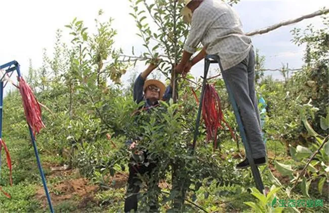 苹果摘心方法和注意事项