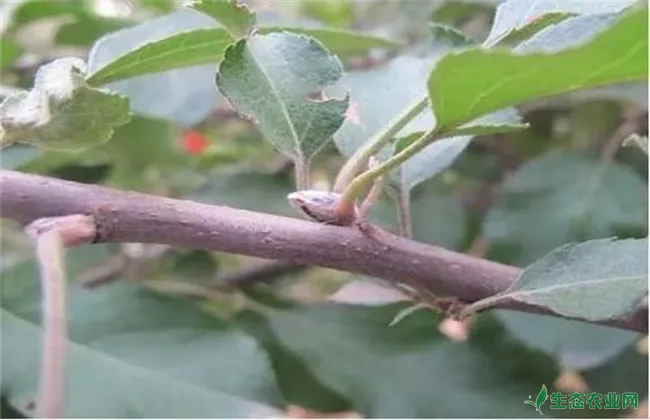 苹果花芽分化期管理技术