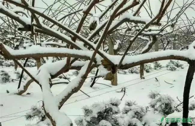 猕猴桃冬季防冻措施