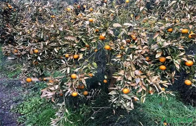 柑橘树冻害后 如何处理