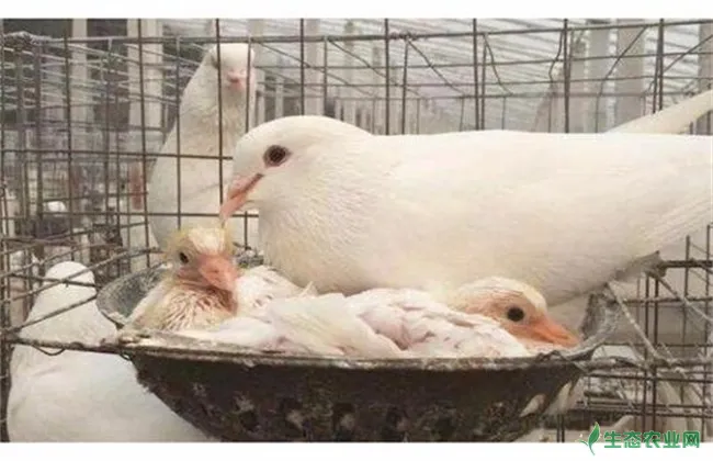 肉鸽那个品种好养 生态农业网