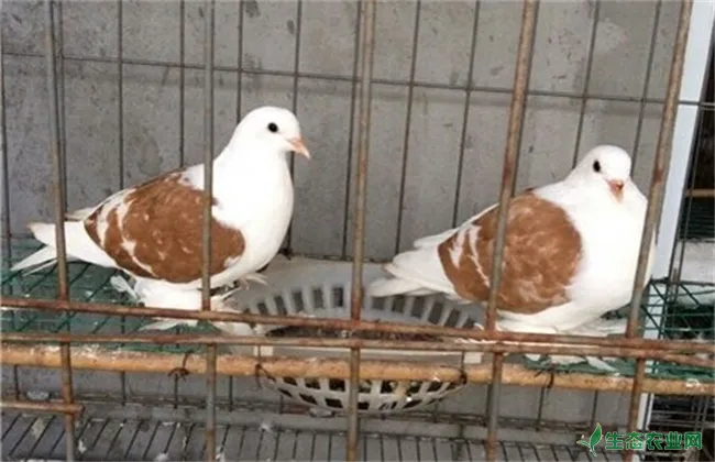鸽子产下软壳蛋的原因及防治方法