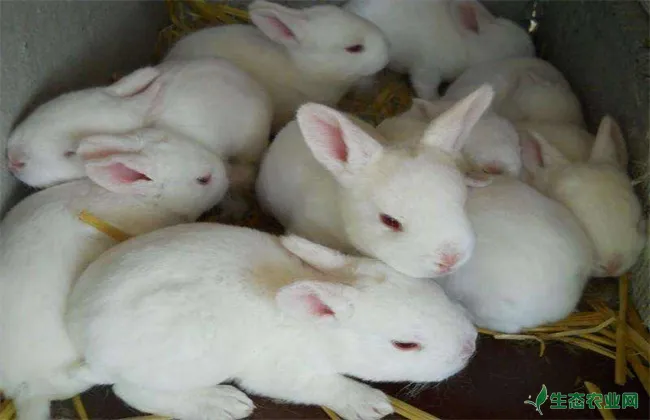 养兔胃肠炎的防治方法