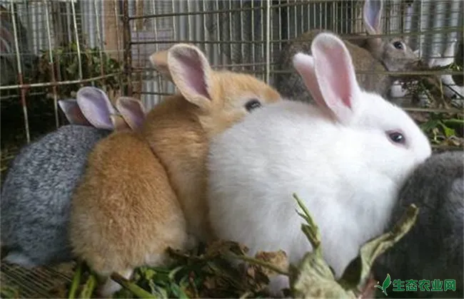 母兔产仔拒食 母兔不吃怎么办